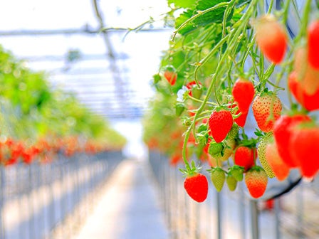 中部発 日帰り 蟹・牛・いちご 3種の赤で新年祝い!いちご一会 お多度さんご参拝!3